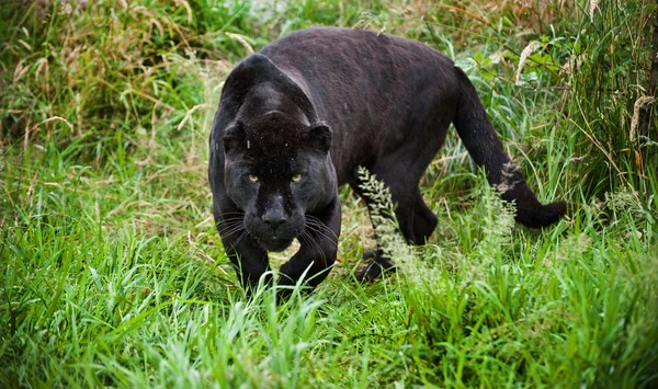 Siyah jaguar panthera onca thorugh uzun otların sinsi sinsi — Stok fotoğraf