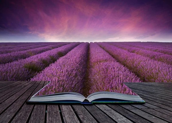 Creative concept image of lavender landscape coming out of page — Stock Photo, Image