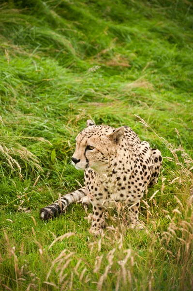 치타 Acinonyx Jubatus 큰 고양이 — 스톡 사진