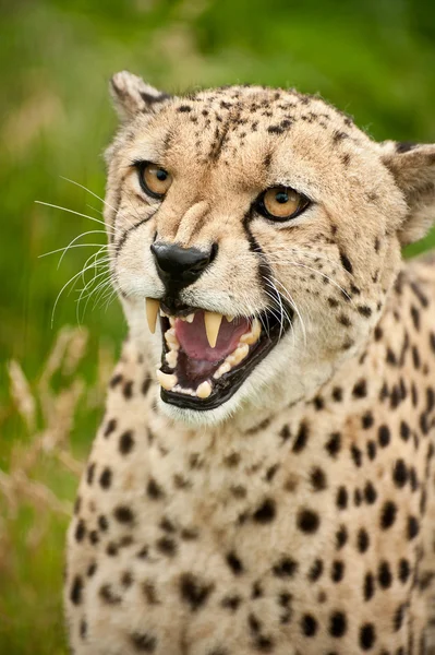 Gato guepardo acinonyx jubatus — Foto de Stock
