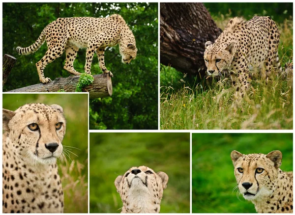 Compilation of images of Cheetah Acinonyx Jubatus big cat — Stock Photo, Image