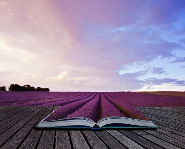 Creative concept image of lavender landscape in pages of book — Stock Photo, Image