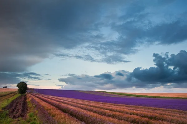 Hermoso paisaje de campo de lavanda con cielo dramático — Foto de Stock