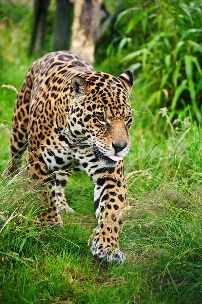 Fantastisk jaguar panthera onca stryker genom långt gräs — Stockfoto