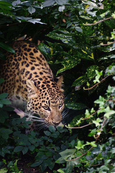 Mooie Luipaard panthera pardus grote kat onder gebladerte — Stockfoto