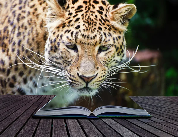 Oleopardo de imagem de conceito criativo em páginas de livro — Fotografia de Stock