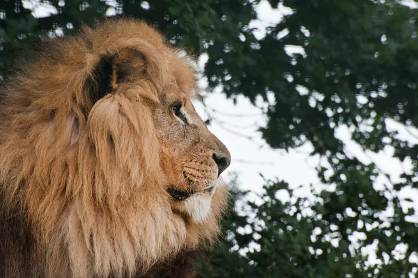 Portrait of King of the Jungle Lion Panthera Leo big cat — Stock Photo, Image