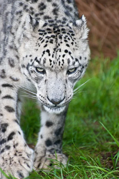 Beautiful portrait of Snow Leopard Panthera Uncia big cat — Stock Photo, Image