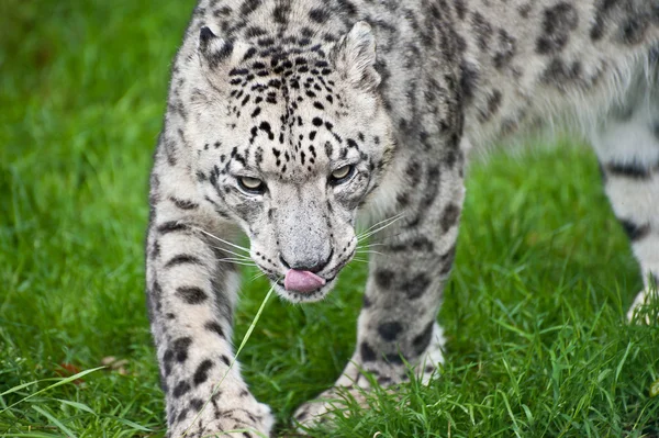 Hermoso retrato de Snow Leopard Panthera Uncia gran gato —  Fotos de Stock
