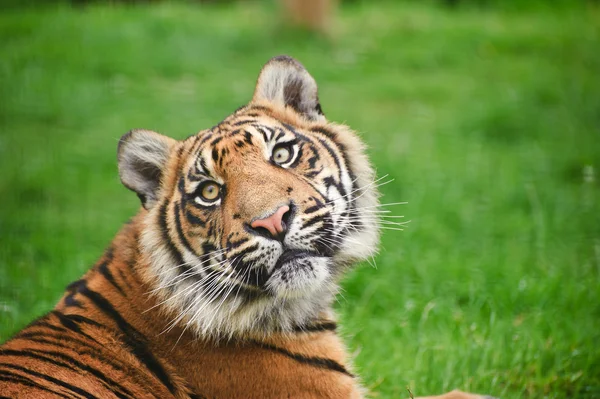 Portrét sumaterský tygr panthera tigris sumatrae velká kočka — Stock fotografie