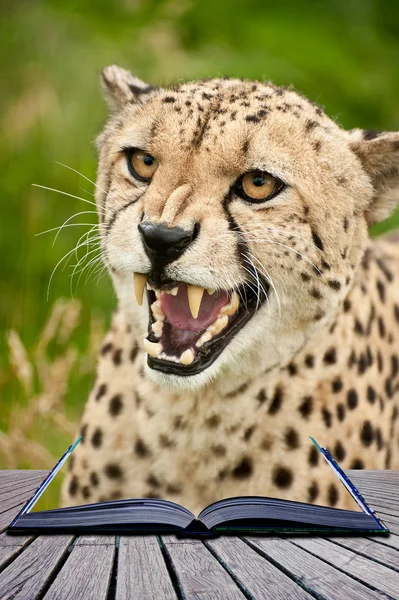 Creative concept image of cheetah in pages of book — Stock Photo, Image