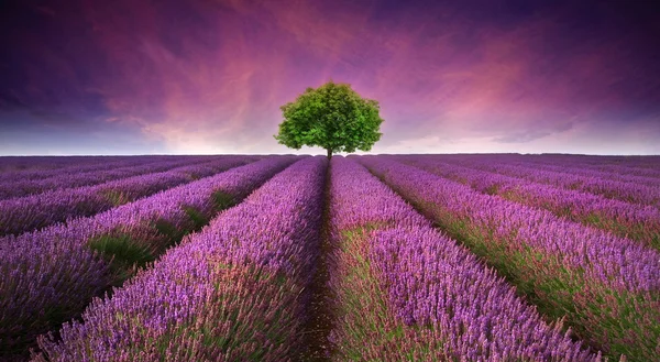 Superbe paysage de champs de lavande Coucher de soleil d'été avec un seul arbre — Photo