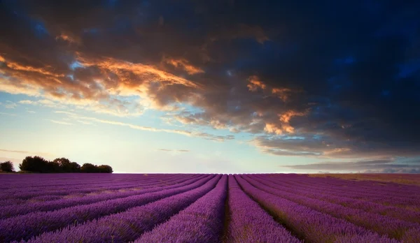 Impressionante paisagem de campo de lavanda ao pôr do sol no verão — Fotografia de Stock