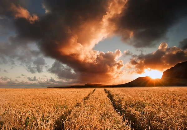Champ de blé doré sous un ciel orageux spectaculaire — Photo
