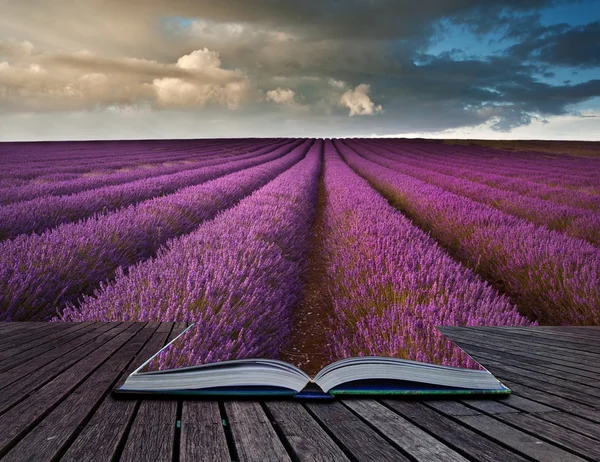 Creative concept image of lavender landscape in pages of book — Stock Photo, Image