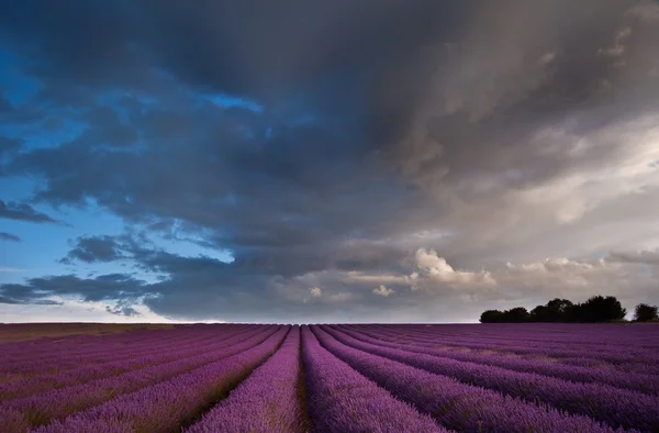 Beau paysage de champ de lavande avec ciel dramatique — Photo