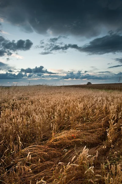 Golden wheat field under dramatic stormy sky landscape — Stock Photo, Image