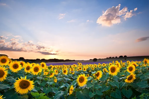 Girassol verão Sunset paisagem com céu azul — Fotografia de Stock