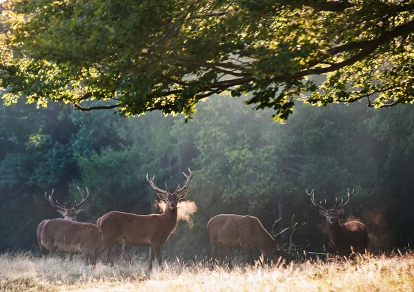 Rothirsche am kalten Morgen in nebliger Landschaft — Stockfoto