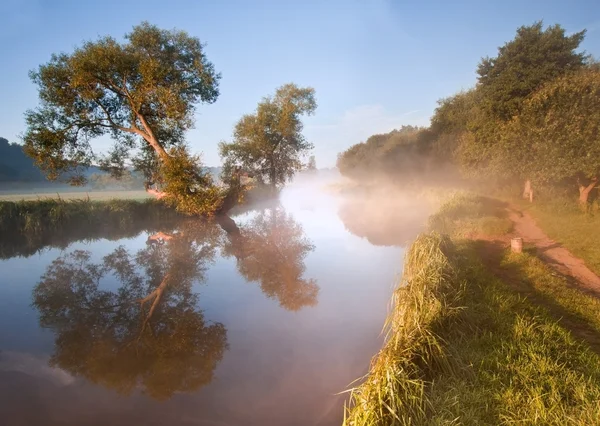 나무와 sunb 강 아름 다운 안개 일출 풍경 — 스톡 사진