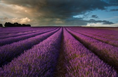 Beautiful lavender field landscape with dramatic sky clipart