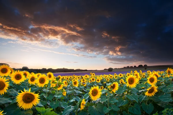 Girassol verão Sunset paisagem com céu azul — Fotografia de Stock