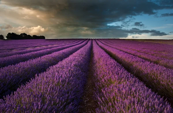 Beautiful lavender field landscape with dramatic sky — Stock Photo, Image