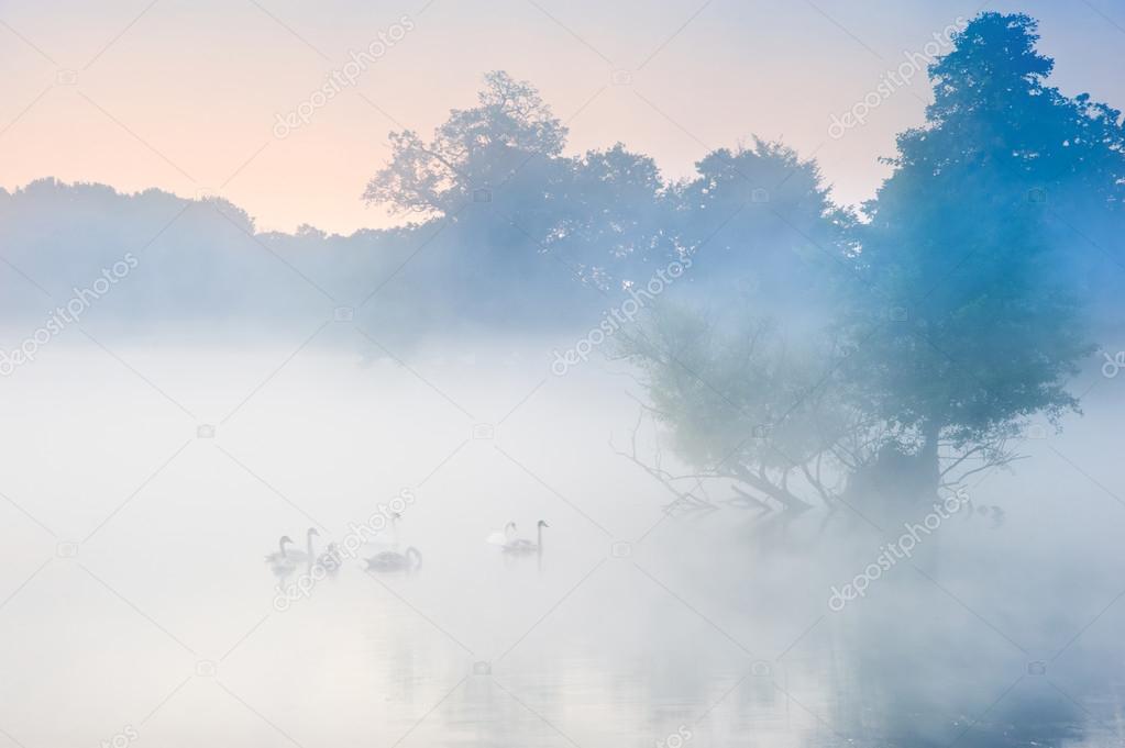 Bevy herd of swans on misty foggy Autumn Fall lake