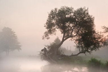 güzel sisli gündoğumu peyzaj ağaçları ve sunb Nehri üzerinde