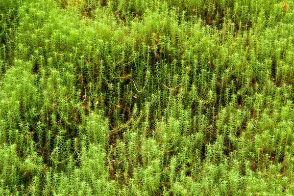 Piękne bujnej zieleni tło — Zdjęcie stockowe