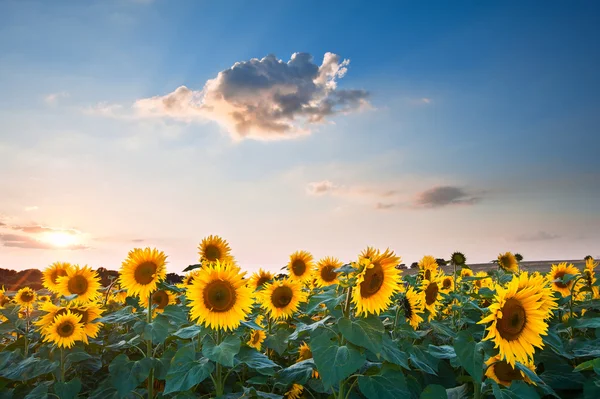 Ayçiçeği yaz günbatımı manzara mavi gökyüzü ile — Stok fotoğraf