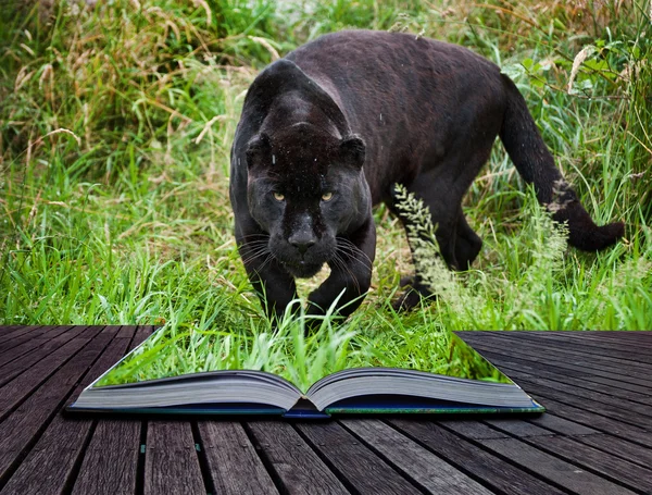 Concetto creativo immagine di giaguaro nero in pagine di libro — Foto Stock