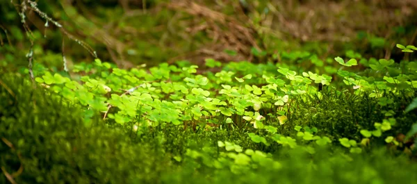 Beautiful lush green nature background — Stock Photo, Image