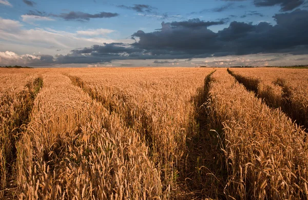 Campo de trigo dorado bajo dramático paisaje de cielo tormentoso —  Fotos de Stock