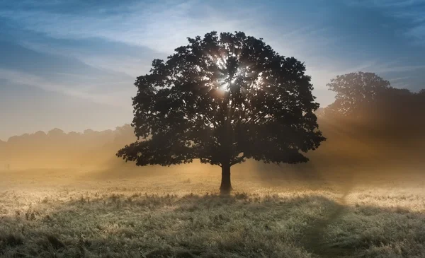 Lever de soleil rayons de soleil éclatant à travers l'arbre sur le paysage brumeux — Photo