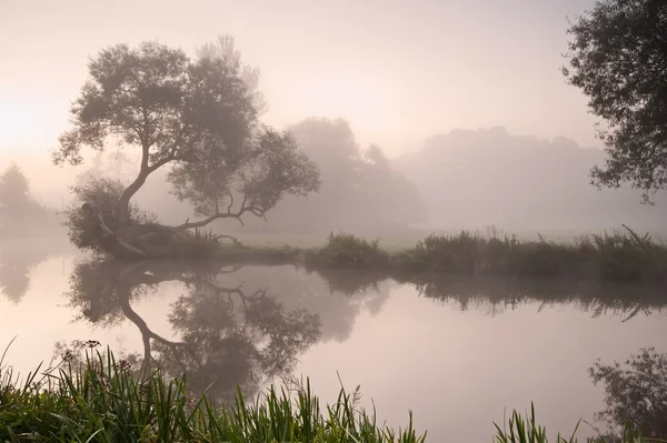 Hermoso paisaje nebuloso amanecer sobre el río con árboles y sol — Foto de Stock