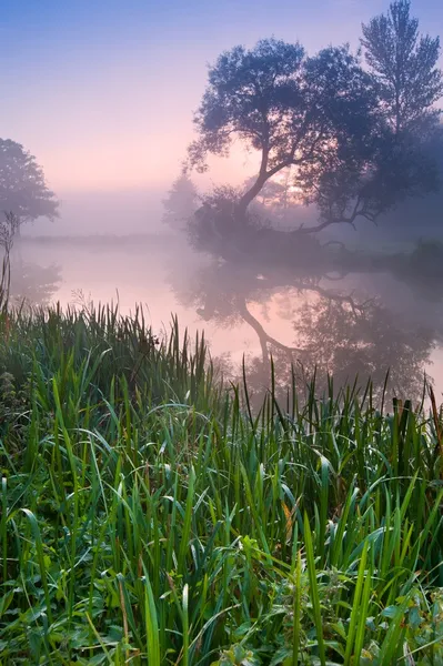 Hermoso paisaje nebuloso amanecer sobre el río con árboles y sol — Foto de Stock