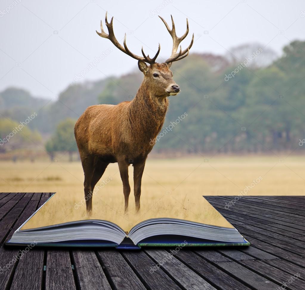 Creative concept image of red deer stag in pages of book