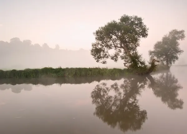Hermoso paisaje nebuloso amanecer sobre el río con árboles y sol — Foto de Stock