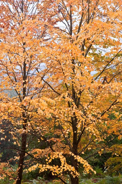 美しい紅葉自然画像風景 — ストック写真