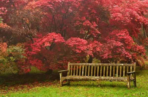 美しい紅葉自然画像風景 — ストック写真