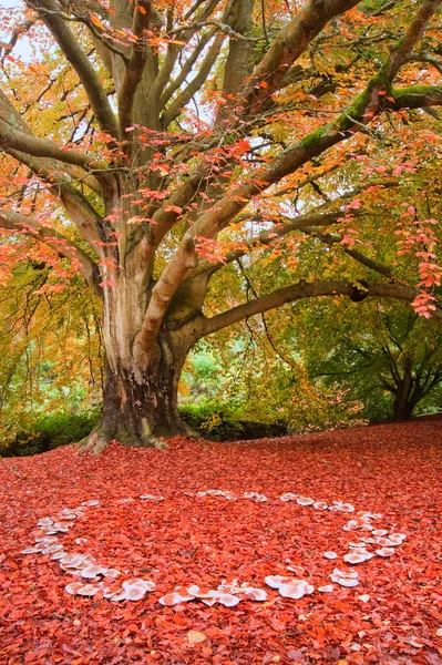 Schöne Herbst Herbst Natur Fee Ring Pilze — Stockfoto