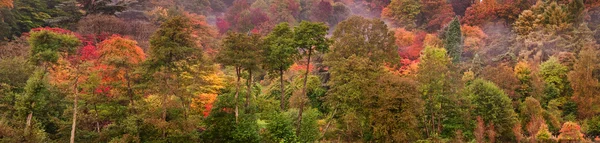 Mooie herfst val natuur afbeelding landschap woud panorama — Stockfoto