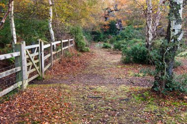 canlı sonbahar sonbahar orman manzara resim