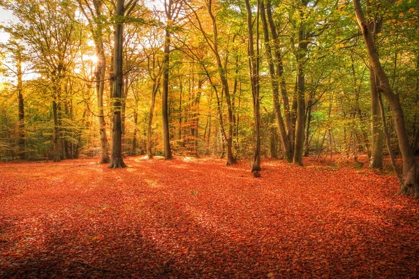 Imagen vibrante otoño otoño bosque paisaje — Foto de Stock