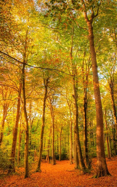 Zářivé podzimní podzim Lesní krajina obrázek — Stock fotografie