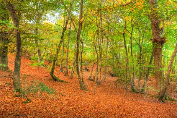Живой осенний пейзаж осеннего леса — стоковое фото
