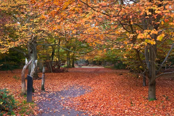 鮮やかな紅葉の森風景画像 — ストック写真