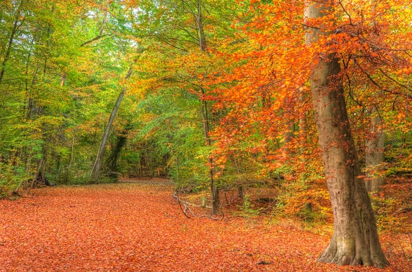 鮮やかな紅葉の森風景画像 — ストック写真