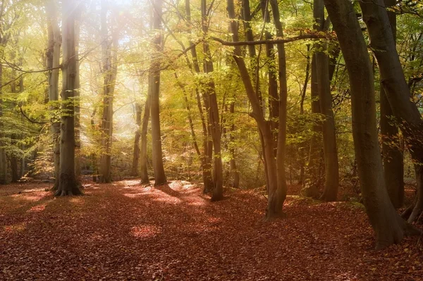 Imagen vibrante otoño otoño bosque paisaje —  Fotos de Stock